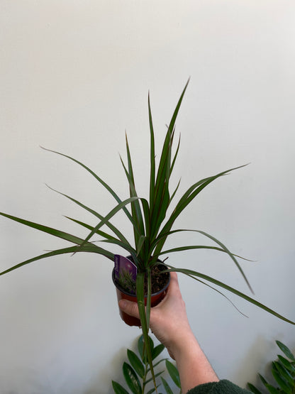 ‘Bi-Color’ Dracaena Marginata