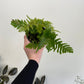 Autumn Fern - Dryopteris erythrosora