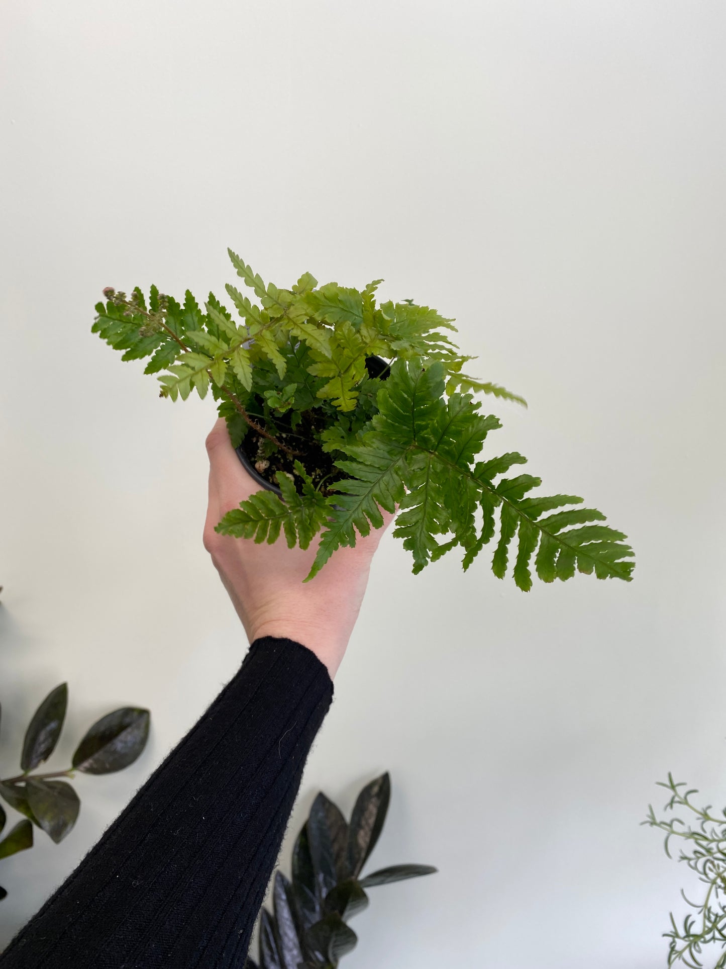 Autumn Fern - Dryopteris erythrosora