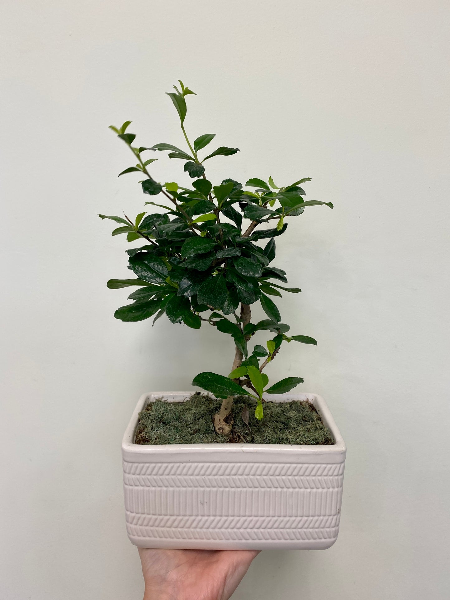 Ehretia microphylla (Carmona retusa) - Fulkien Tea Tree Bonsai