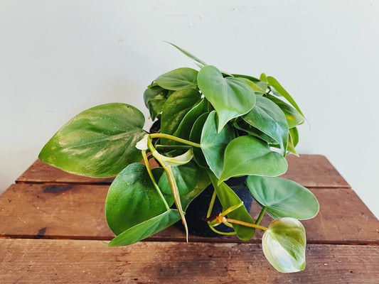 Philodendron scandens, Philodendron cordatum - Philodendron Heartleaf