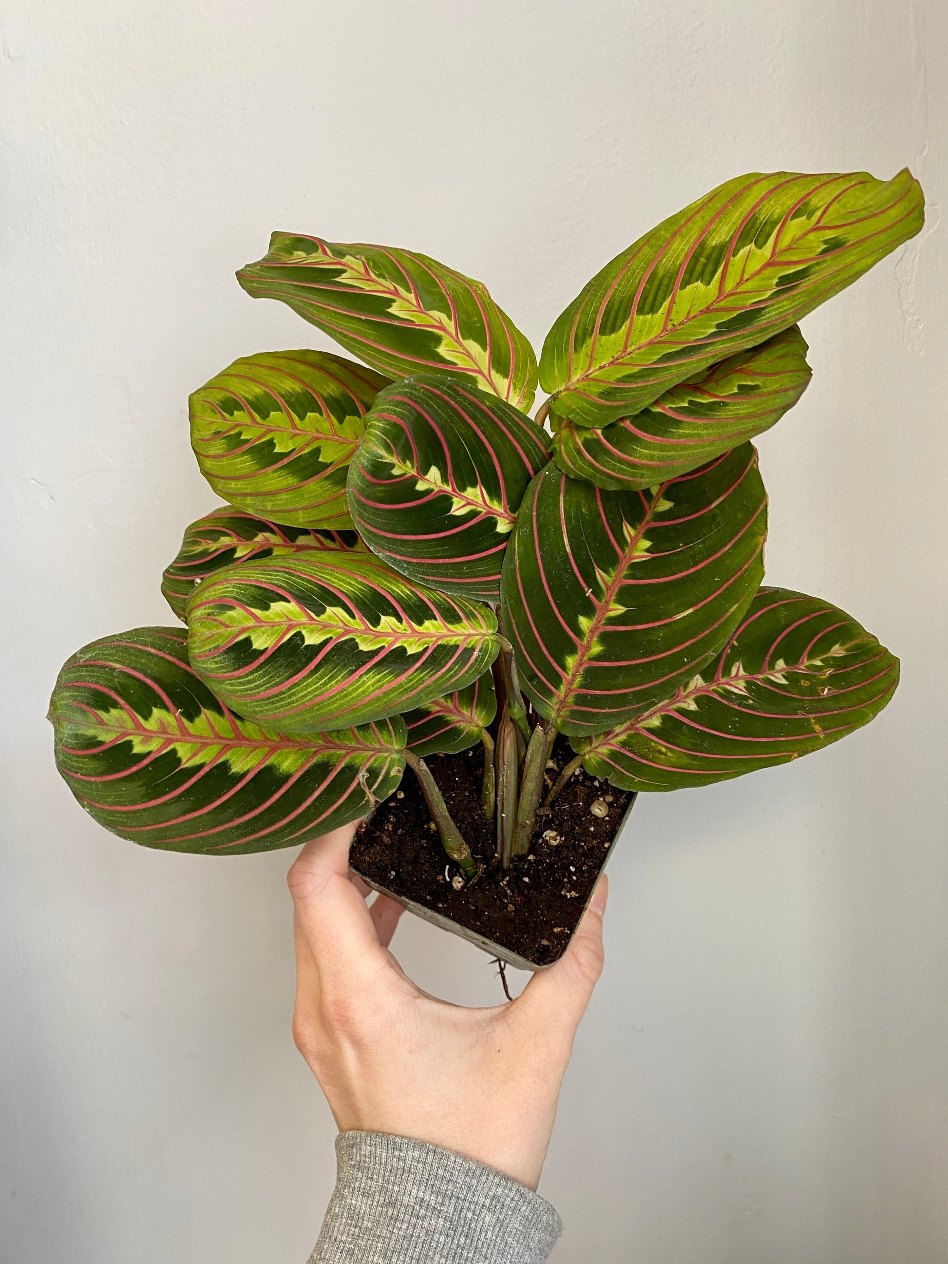 prayer plants in the wild Maranta leuconeura