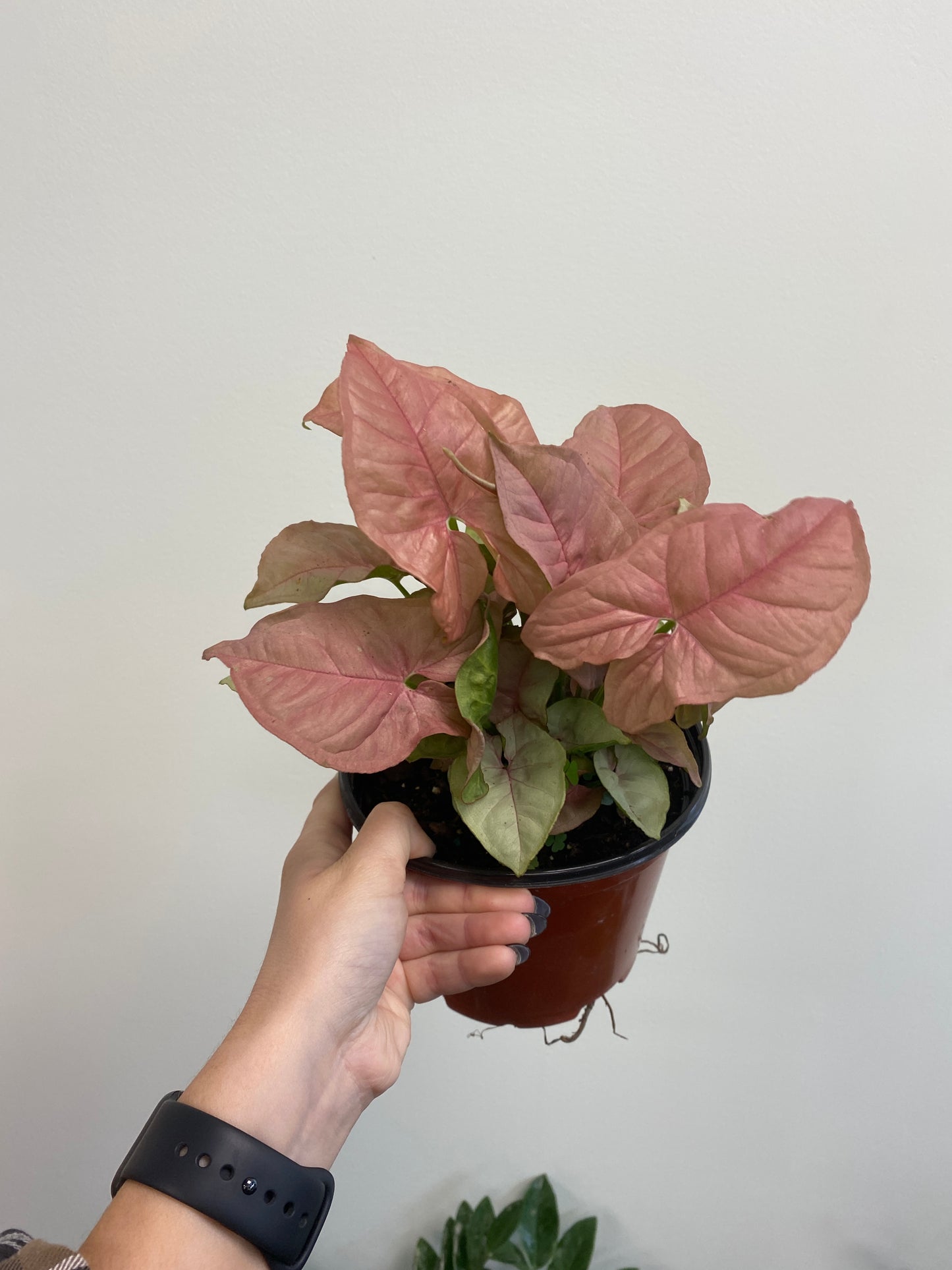 Syngonium 'Neon Pink' - Arrowhead Plant