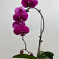 Waterfall Orchid (Assorted)