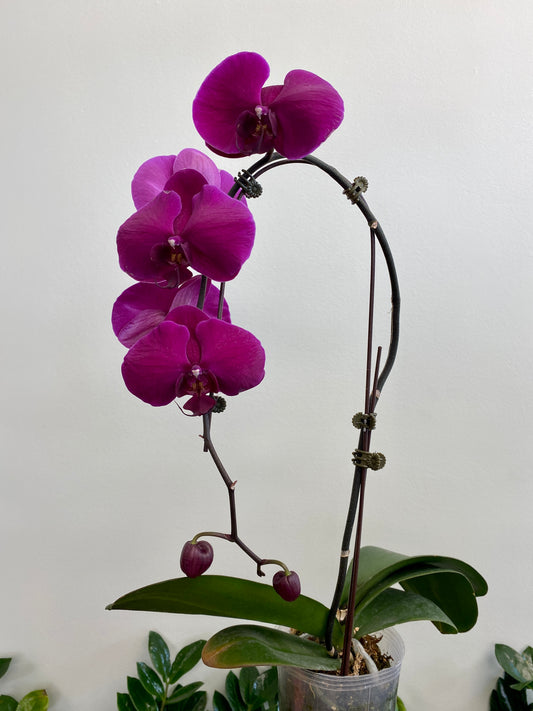 Waterfall Orchid single stem (plant only)