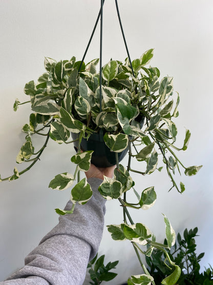 Epipremnum aureum - Pothos ‘Pearls & Jade’