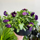 Pansy