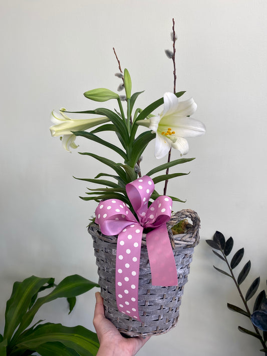Easter Lily