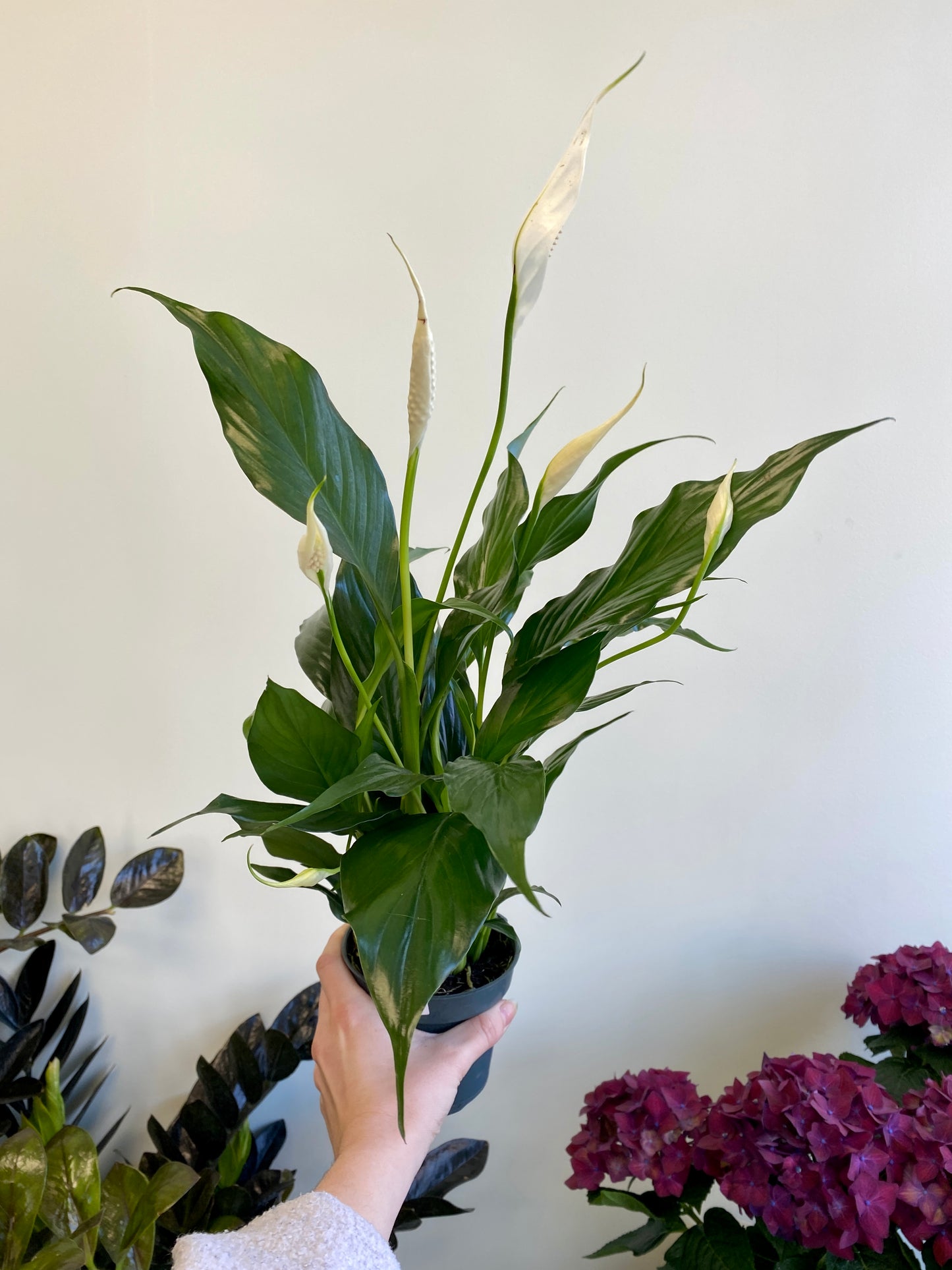 Spathiphyllum wallisii - Peace Lily