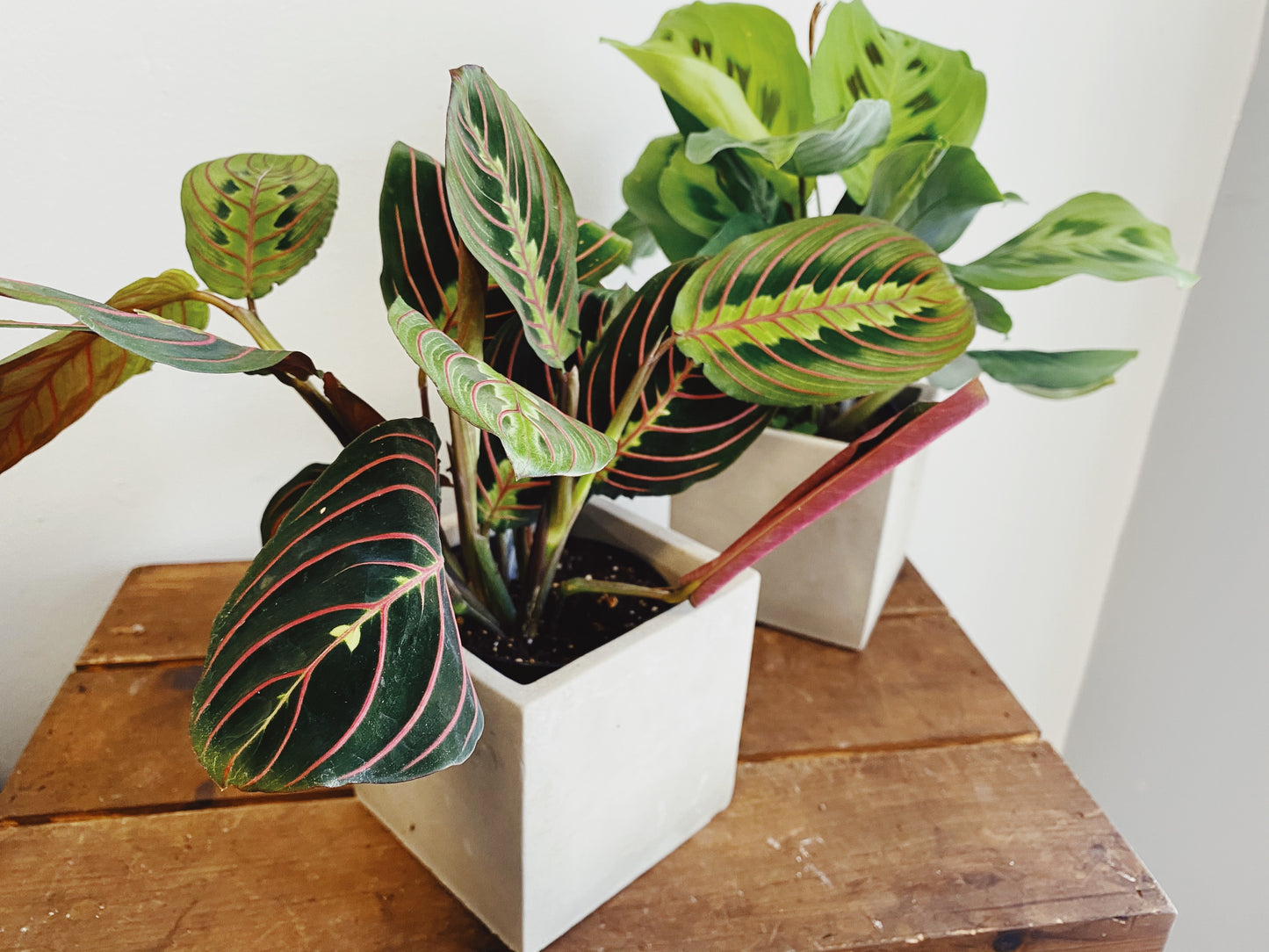 Maranta leuconeura - Prayer Plant