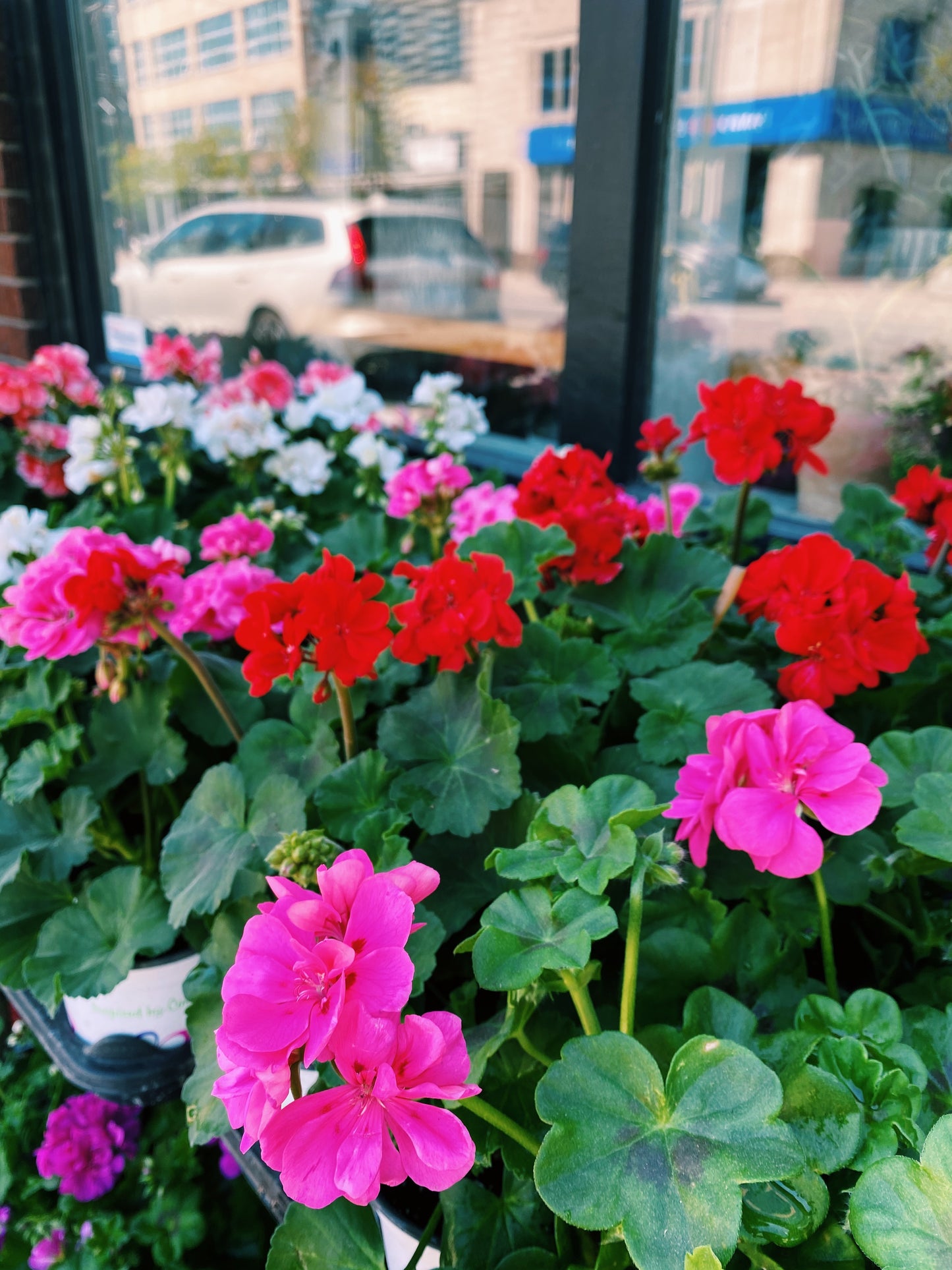 Geranium 4.5" pot, mixed colors