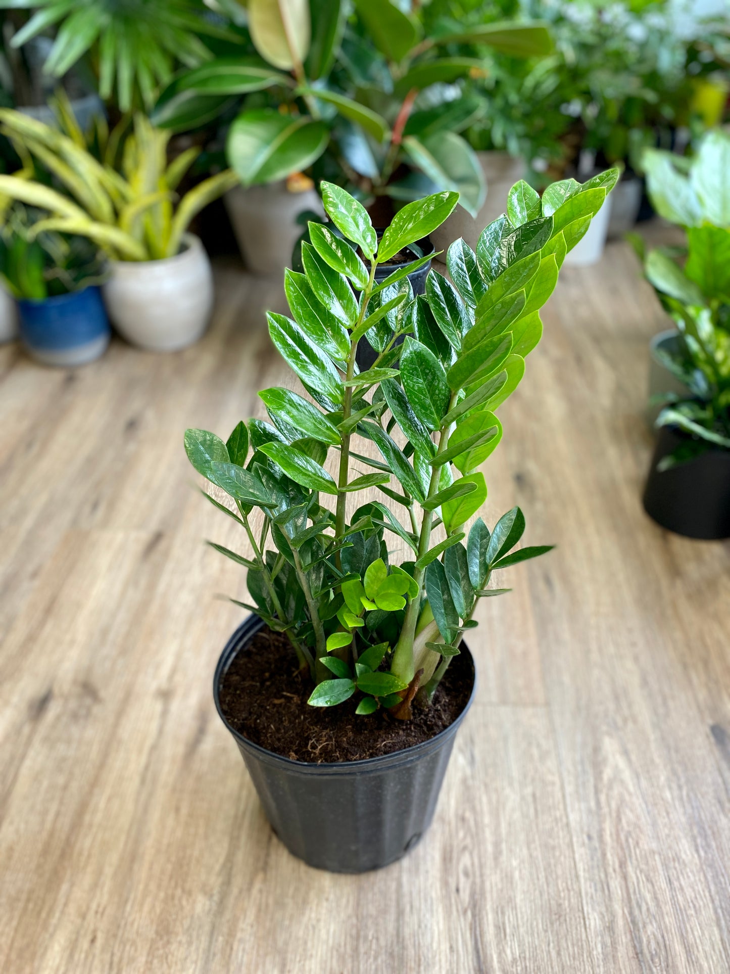 Zamioculcas zamiifolia - ZZ Plant