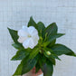 New Guinea Impatiens mixed colors