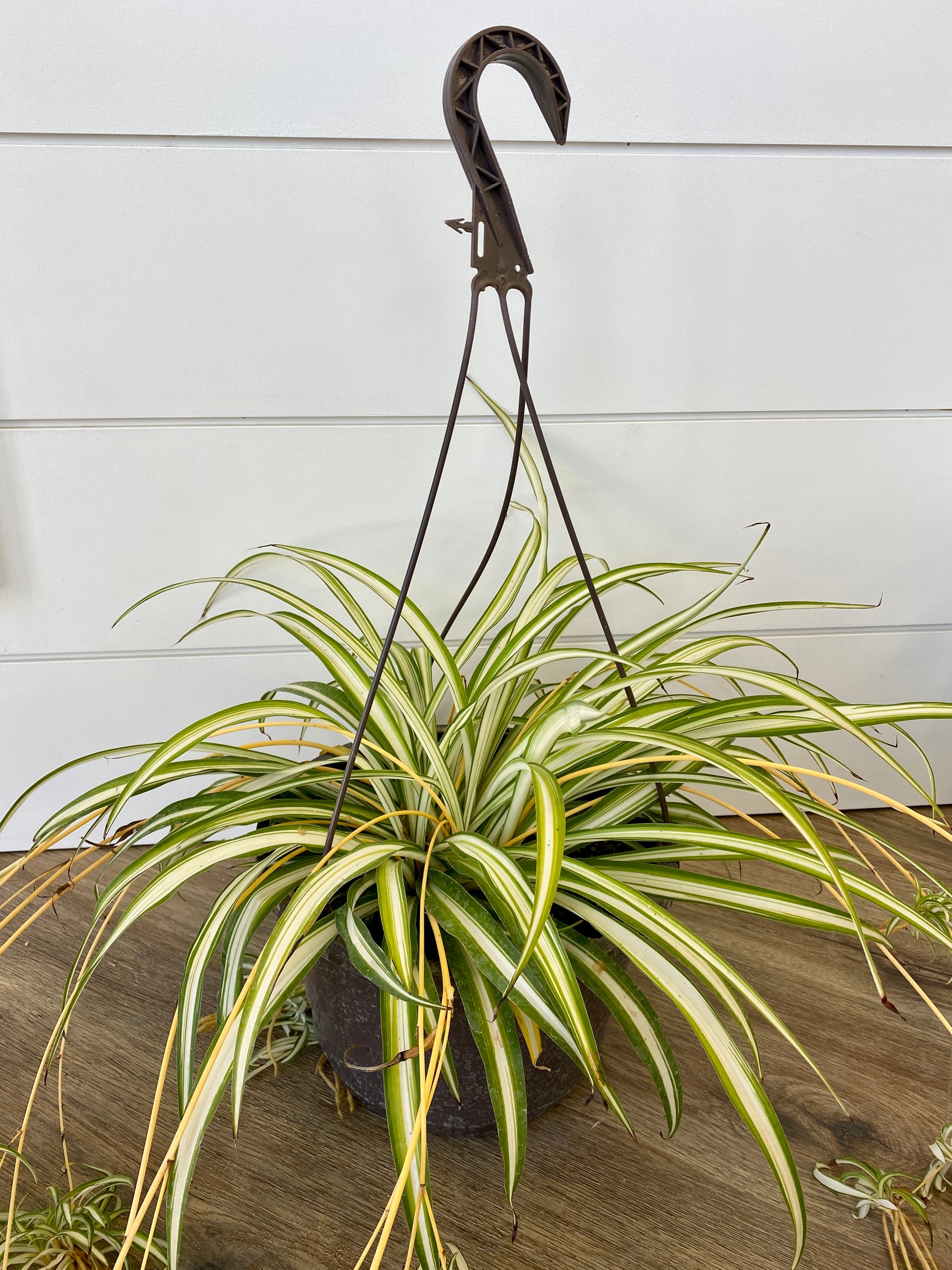 6 inch spider plant Chlorophytum Comosum