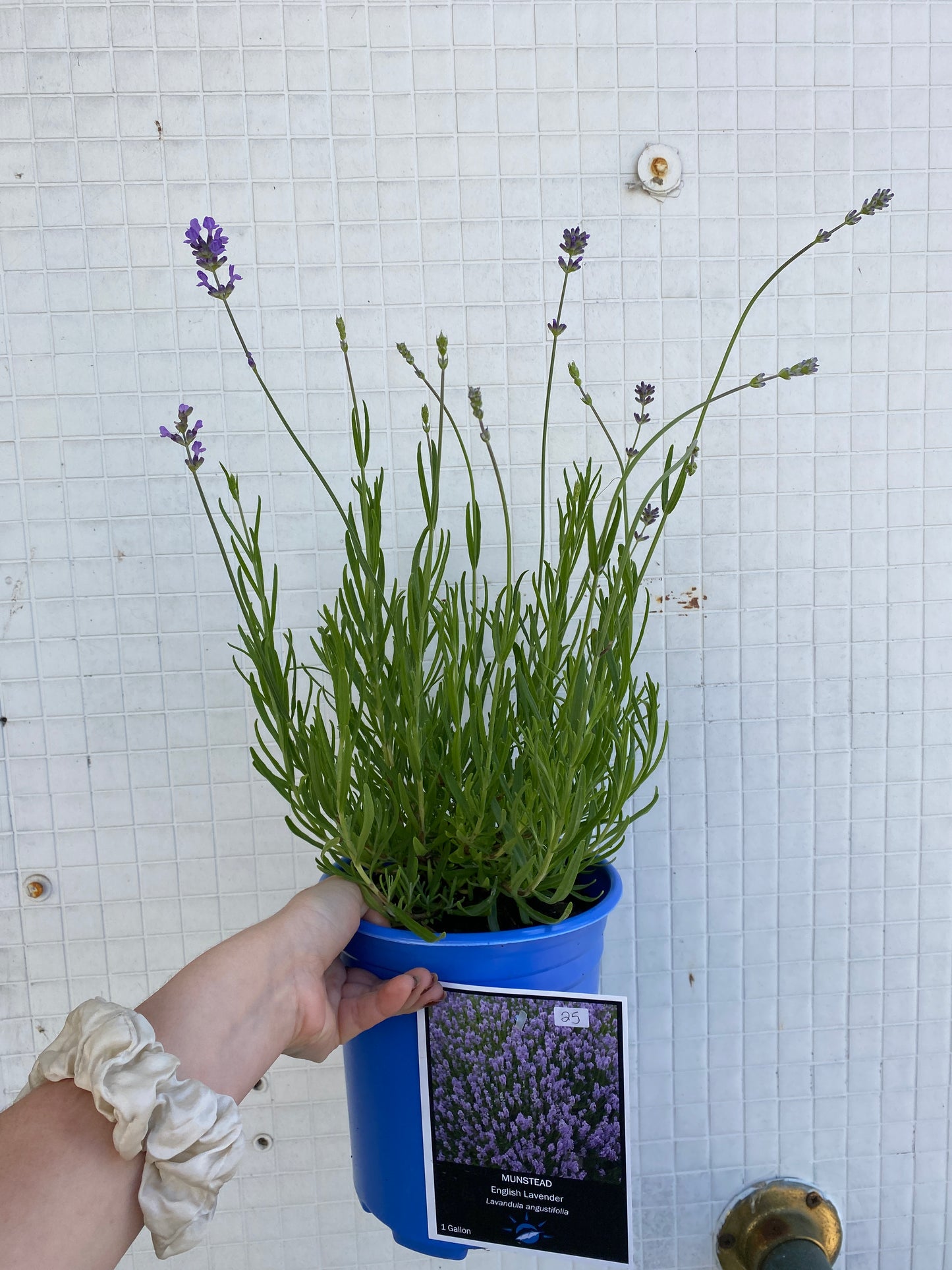 Munstead English Lavender - Lavandula angustifolia