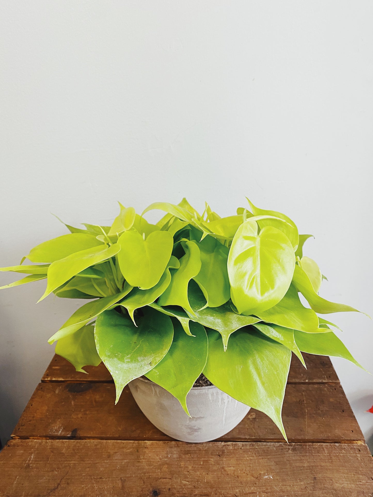 Epipremnum aureum - Pothos ‘Neon’