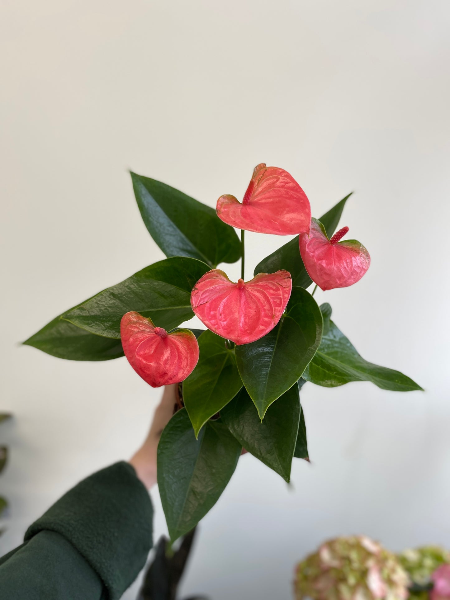 Anthurium