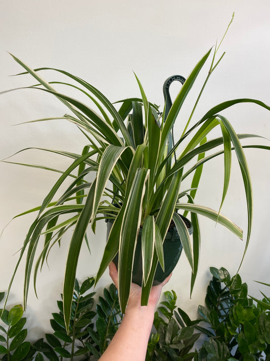 Chlorophytum comosum - Spider Plant