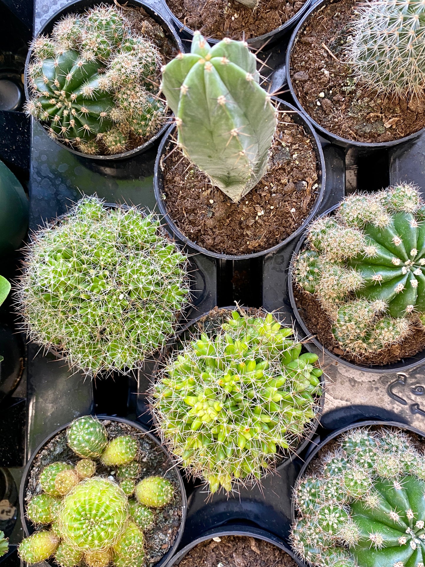 Cactus (Assorted)