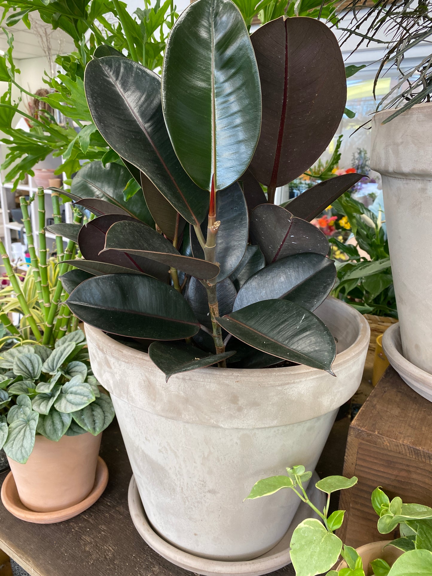 Ficus elastica ‘Burgundy’ - Rubber Tree