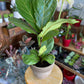 Ficus lyrata - Fiddle-Leaf Fig