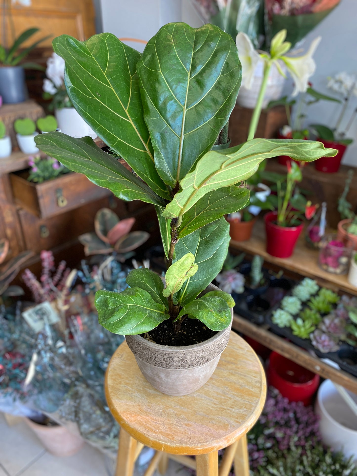 Ficus lyrata - Fiddle-Leaf Fig