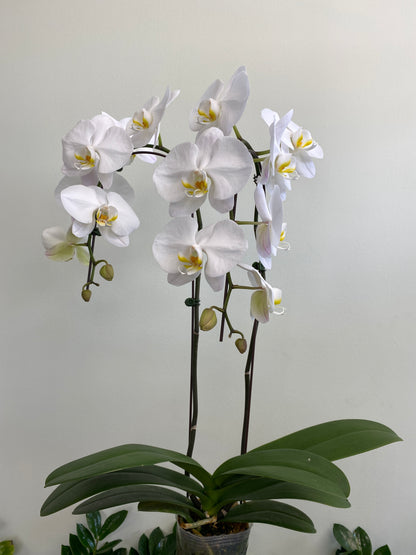 Waterfall Orchid (Assorted)