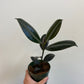 Ficus elastica ‘Burgundy’ - Rubber Tree