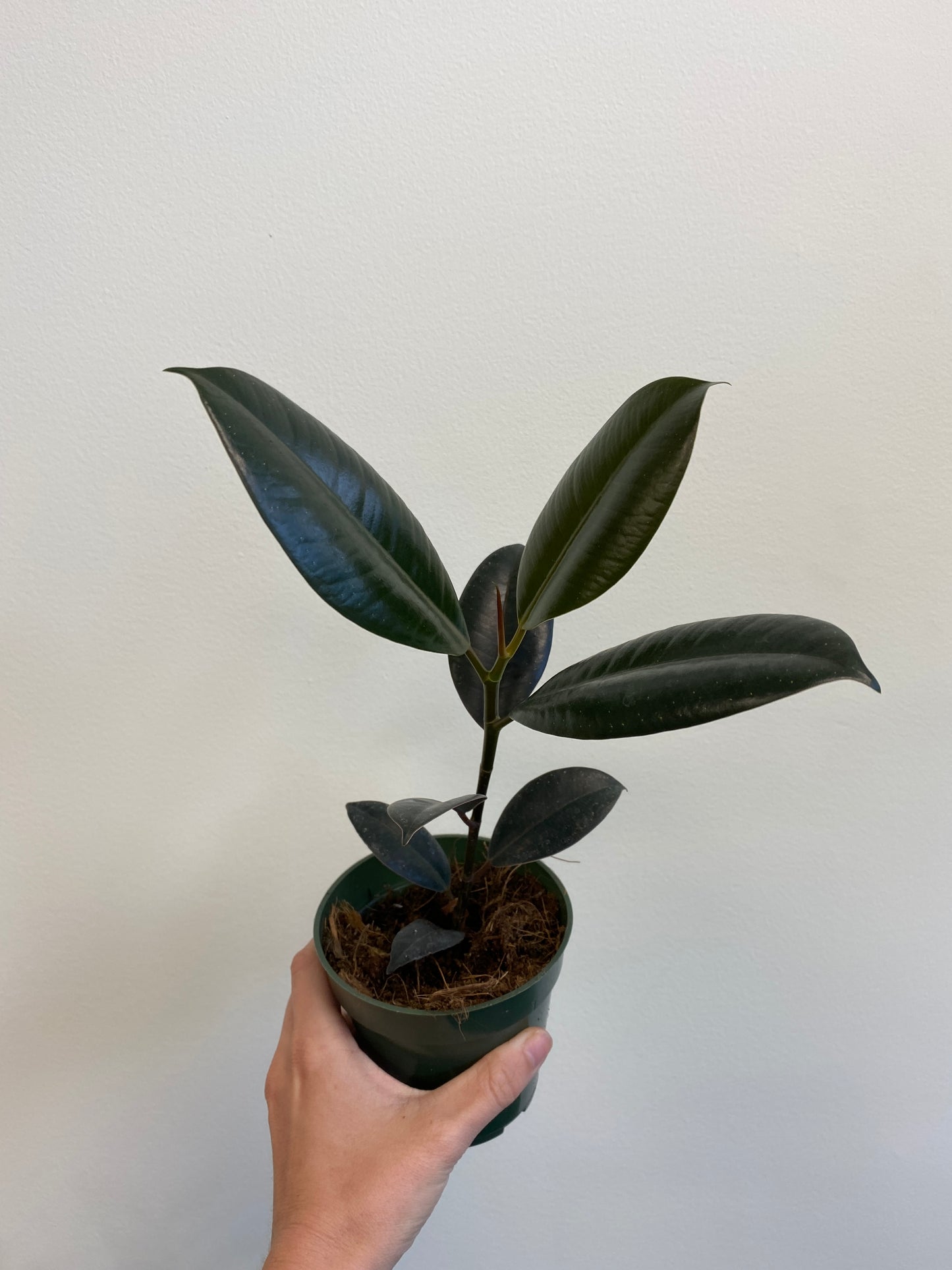 Ficus elastica ‘Burgundy’ - Rubber Tree