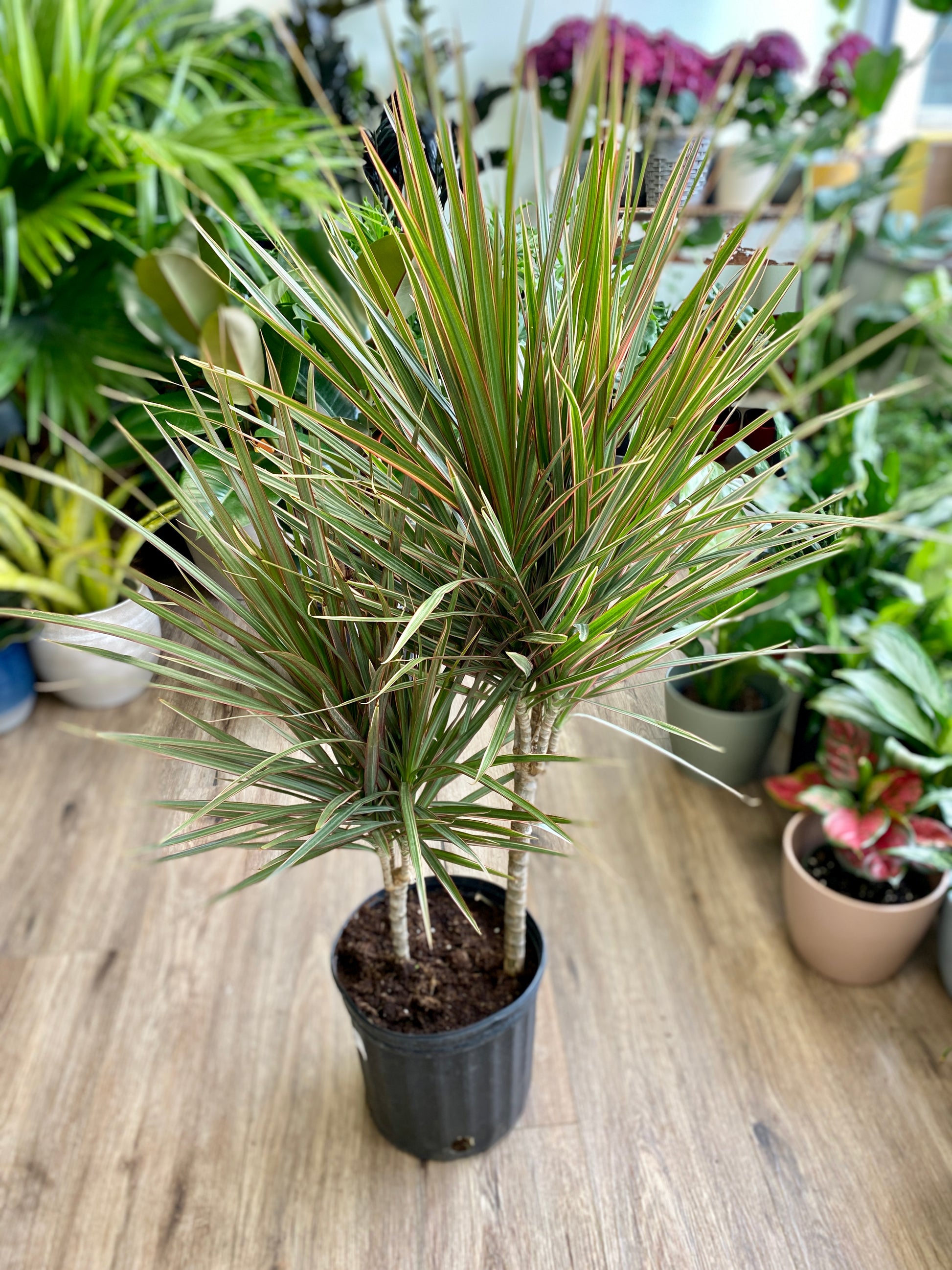 dracaena marginata bicolour Bi-Color' Dracaena Marginata – Wild Willy's Plants and Flowers