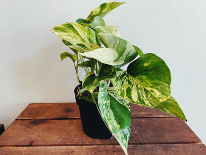 Epipremnum aureum - Pothos ‘Marble Queen’