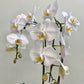 Waterfall Orchid (Assorted)