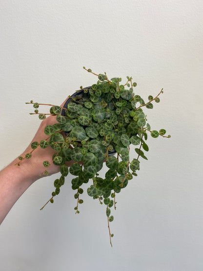 Peperomia prostrata - String of Turtles