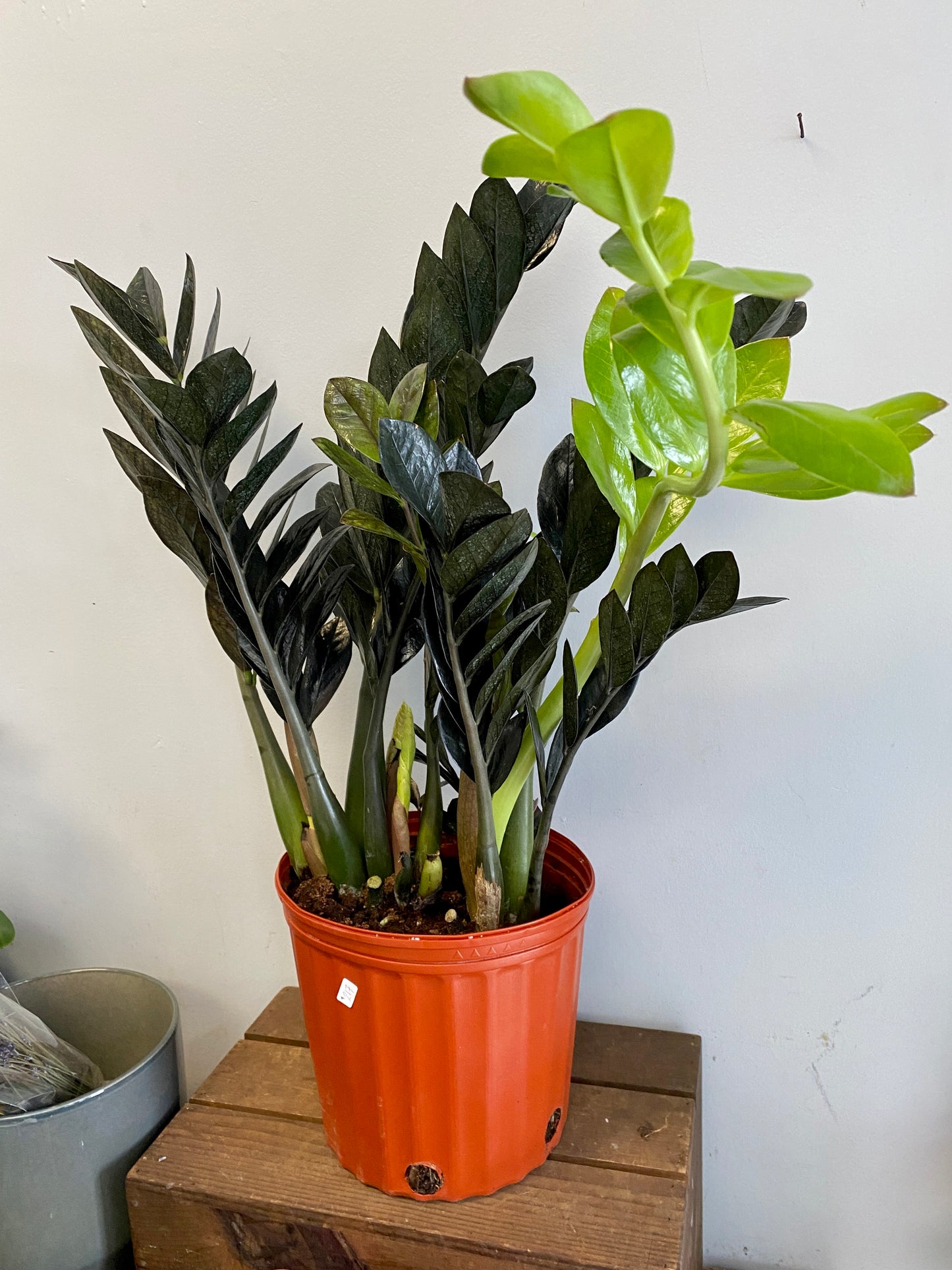 Zamioculcas zamiifolia ‘Raven’ - Raven ZZ Plant