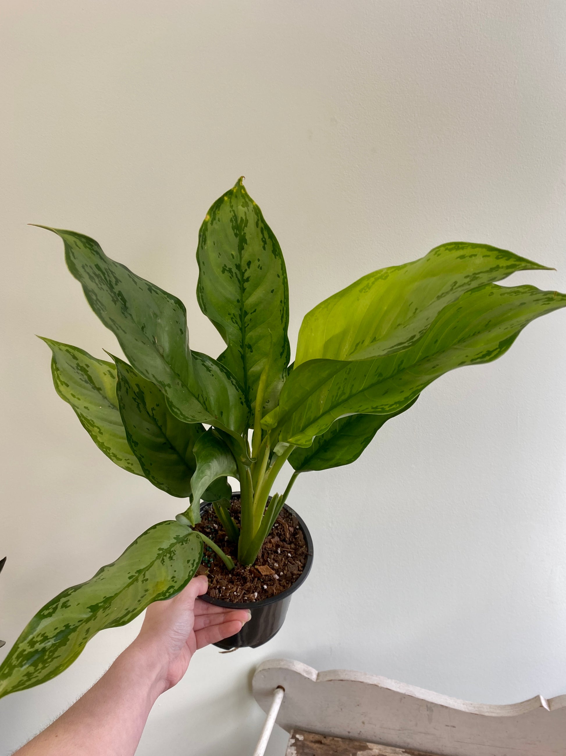 aglaonema bj freeman Aglaonema 'BJ Freeman'