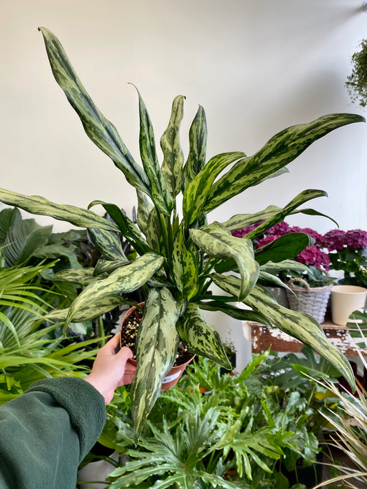 Aglaonema 'Juliette' - Chinese Evergreen