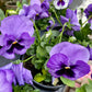 Pansy
