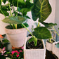 Alocasia ‘Regal Shield’