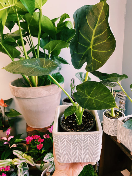 Alocasia ‘Regal Shield’