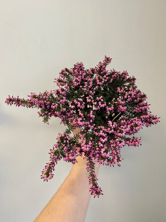 Calluna - Heather