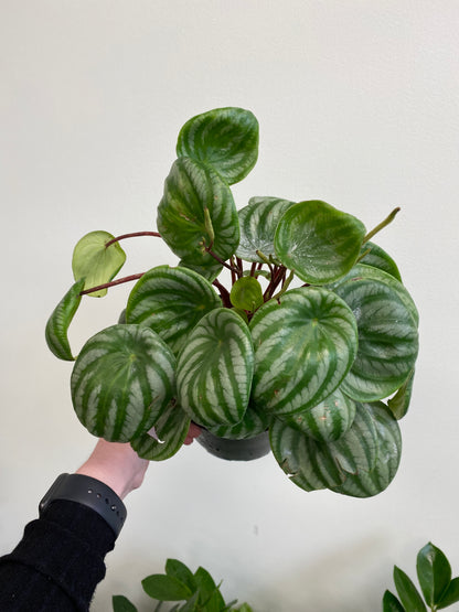 Peperomia argyreia - Watermelon peperomia