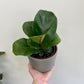 Ficus lyrata 'Bambino' - Dwarf Fiddle-Leaf Fig