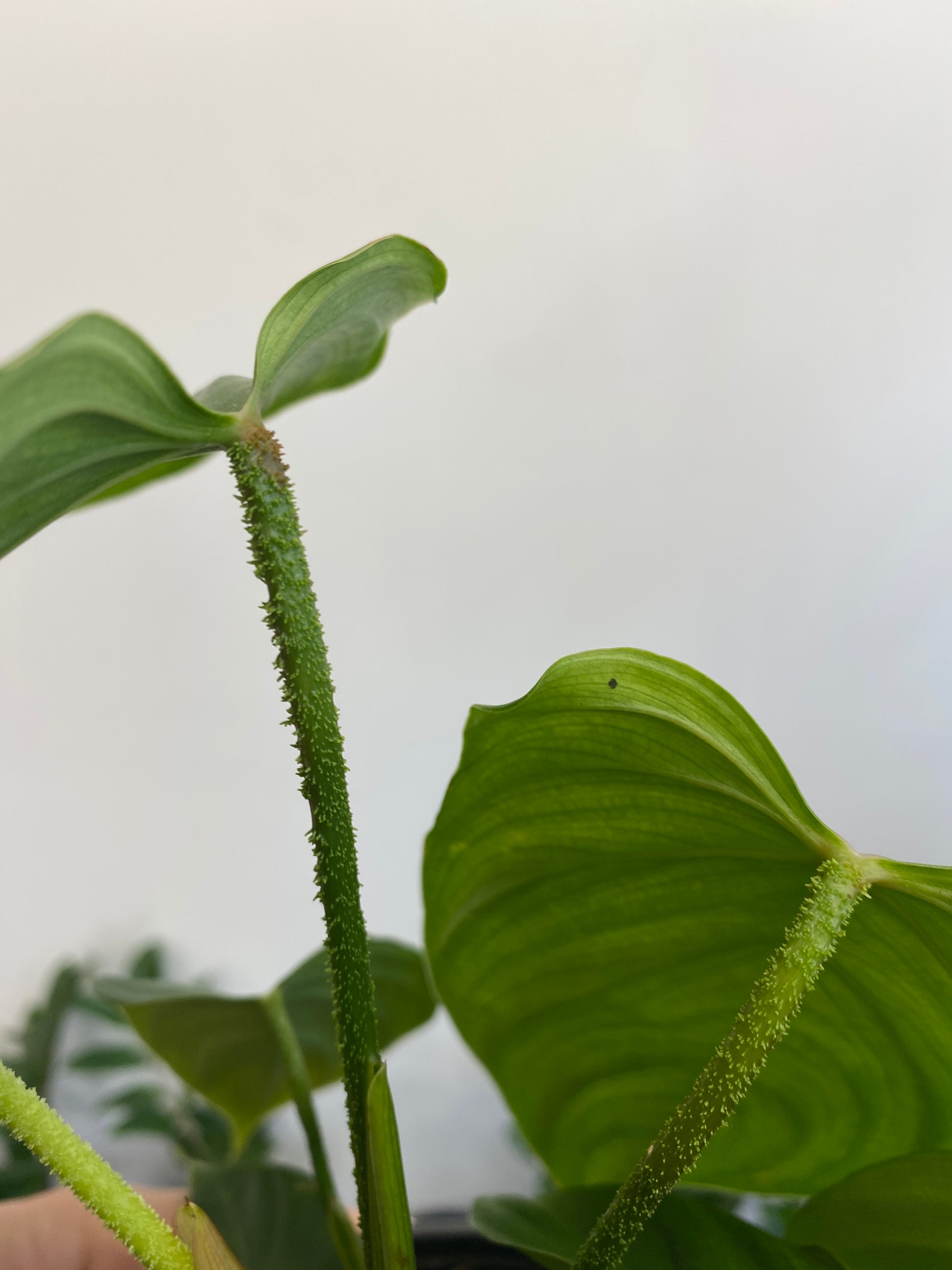 philodendron hairy petioles Philodendron sp