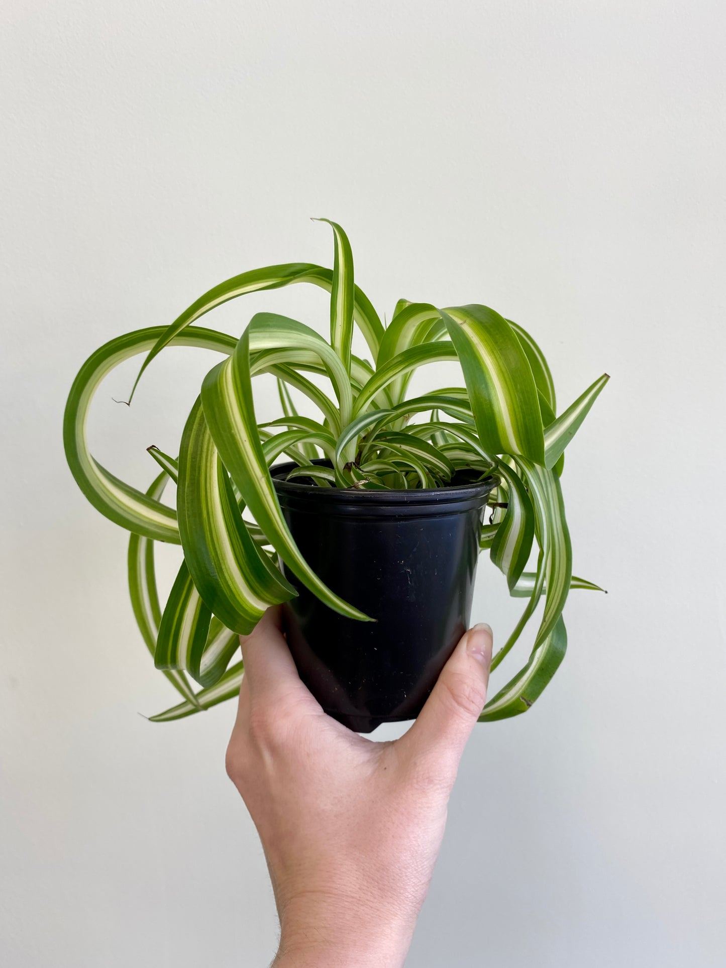 Chlorophytum 'Bonnie' - Curly Spider Plant