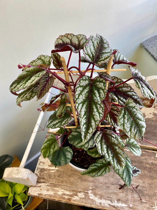 Cissus discolor - Rex Begonia Vine