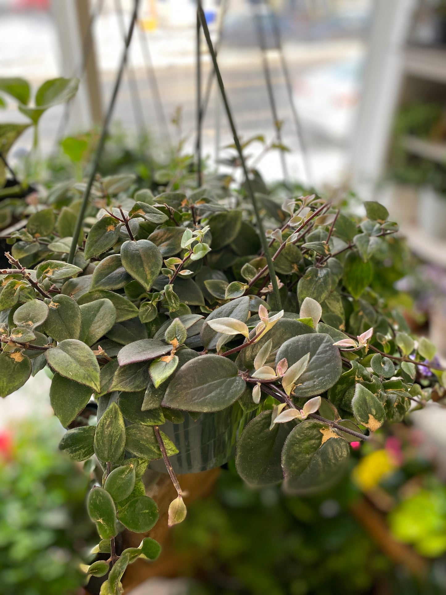 Aeschynanthus variegata - Lipstick Vine Variegated