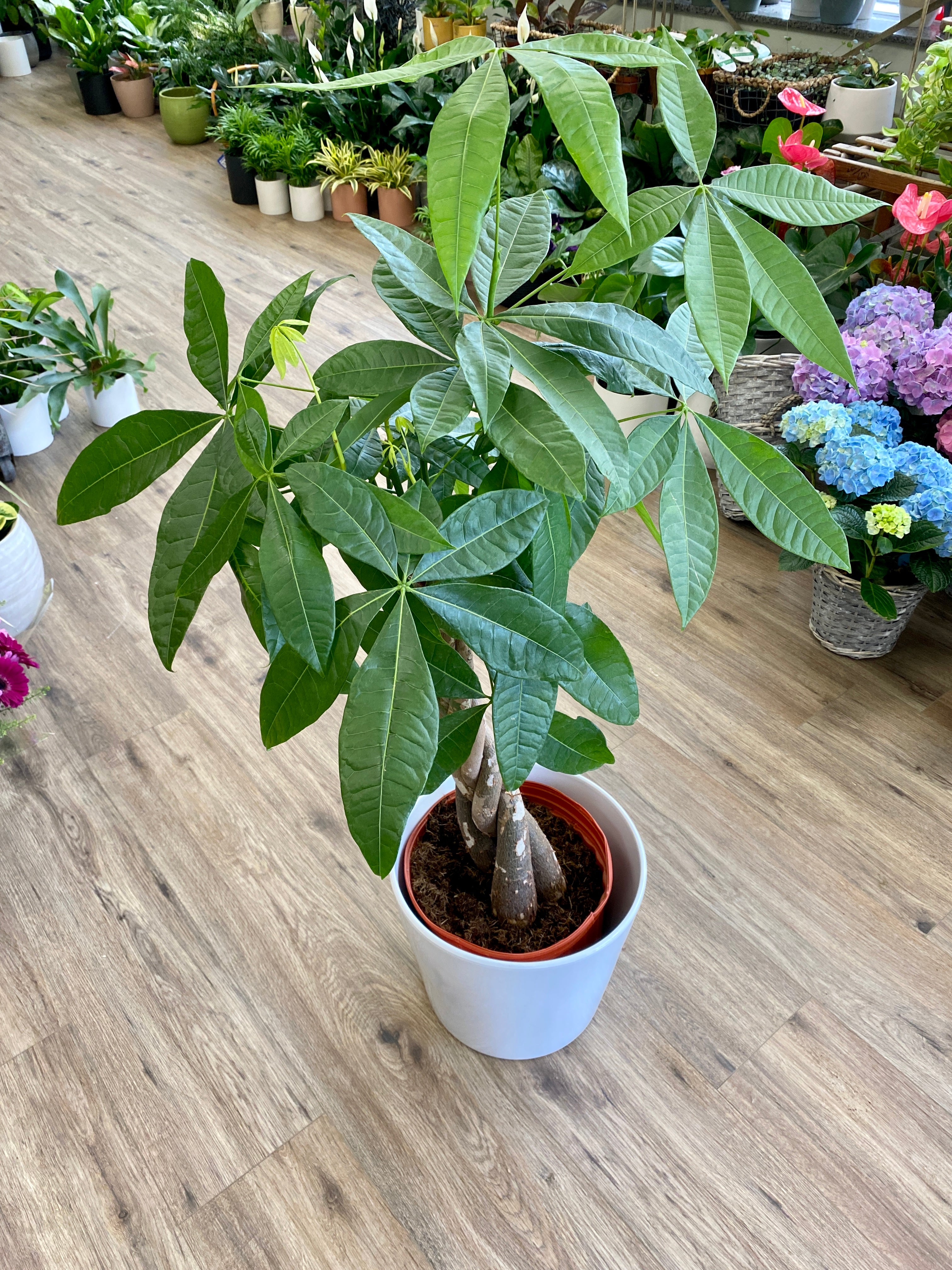 Money tree plant deals flower