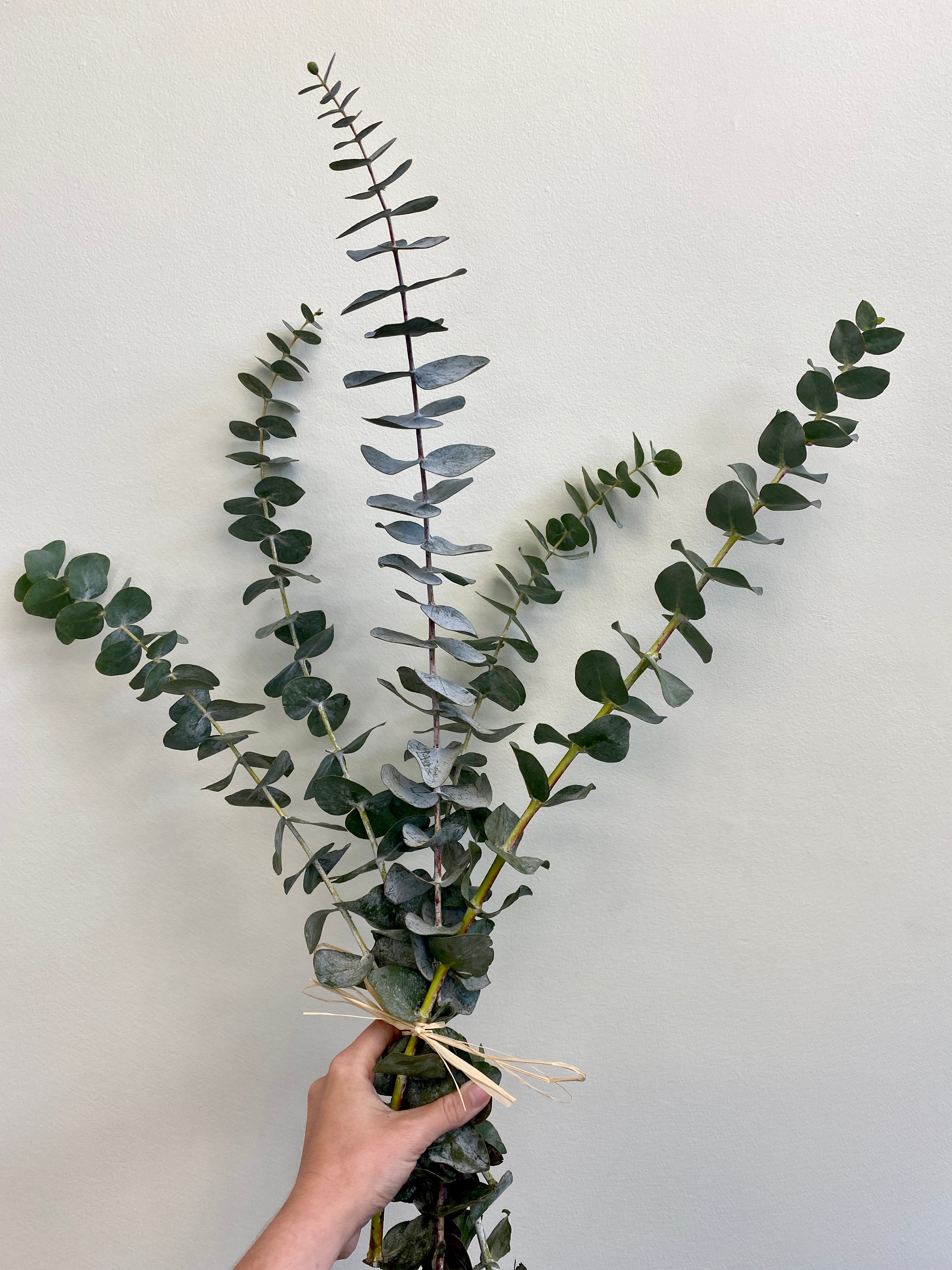 Eucalyptus Bundle