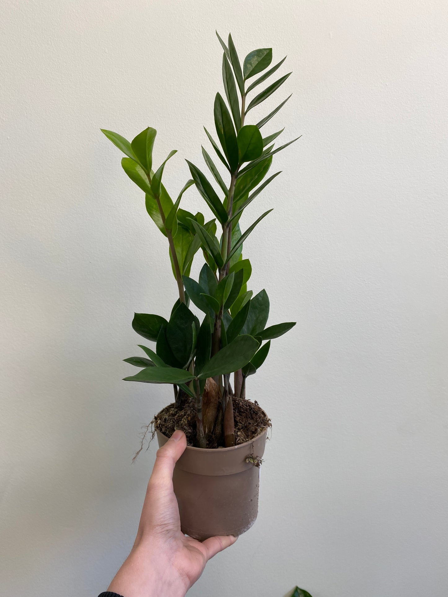 Zamioculcas zamiifolia - ZZ Plant