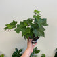 Algerian Green Ivy - Hedera algeriensis